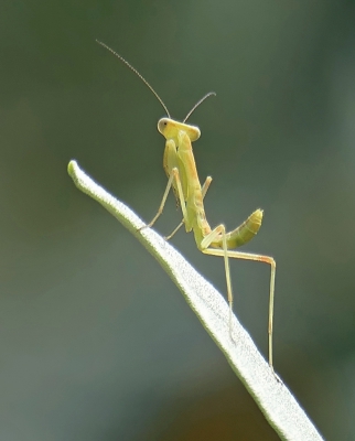 Preying Mantis
